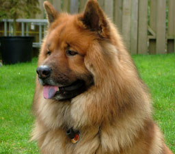 Image Of Beau