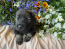 Rolfie & Kona Litter April 2026