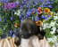 Rolfie & Kona Litter April 2026