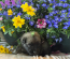 Rolfie & Kona Litter April 2026