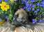 Rolfie & Kona Litter April 2026