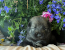 Rolfie & Kona Litter April 2026