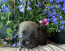 Rolfie & Kona Litter April 2026