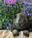 Rolfie & Kona Litter April 2026