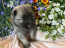 Rolfie & Kona Litter April 2026