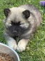 Rolfie & Kona Litter April 2026