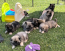 Rolfie & Kona Litter April 2026