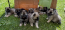Rolfie & Kona Litter April 2026