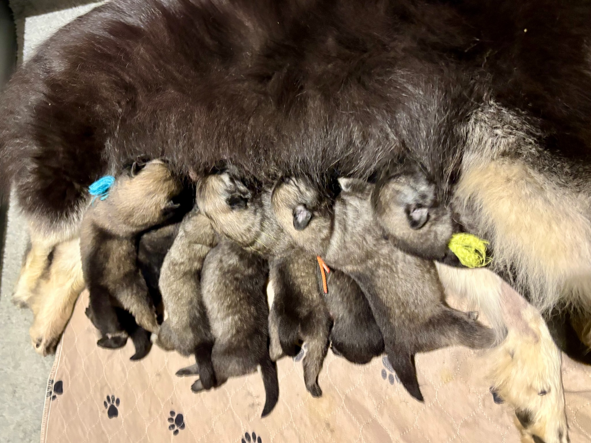 Rolfie & Kona Litter