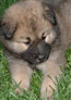 Buster