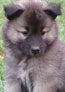 Kieko