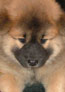 Willow