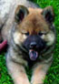 Duke