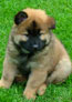 Rockie