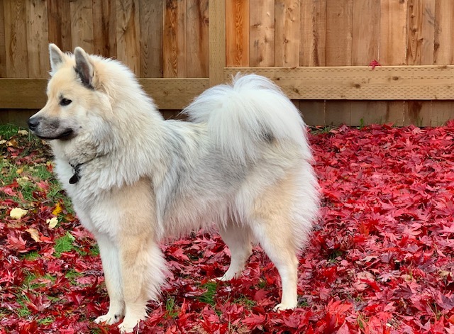 Skye Skye