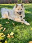 Skye #2