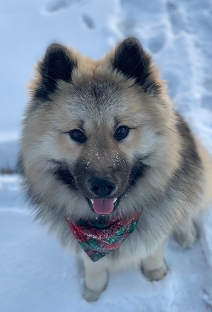 Taz Taz
