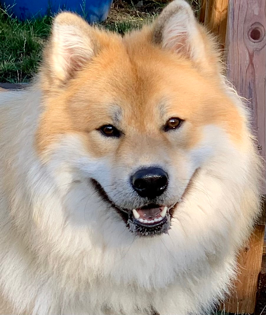 Tundra Tundra